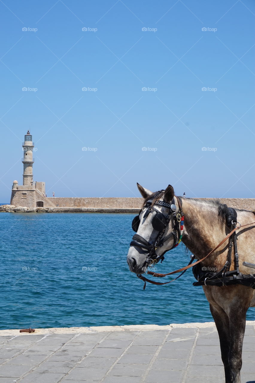 Horse & Cart, Chania Harbour Crete