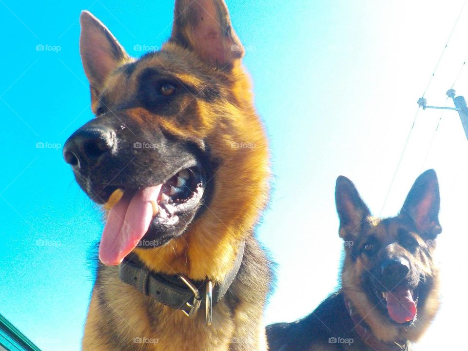 German Sheperds