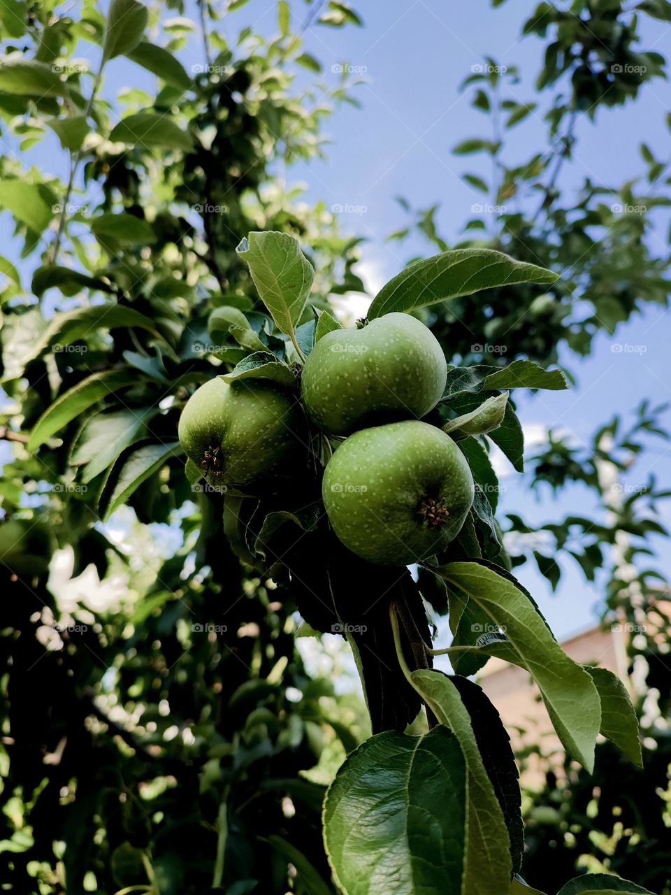 Green apples on the tree branch, green leaves, blue sky background, fruit picture, garden