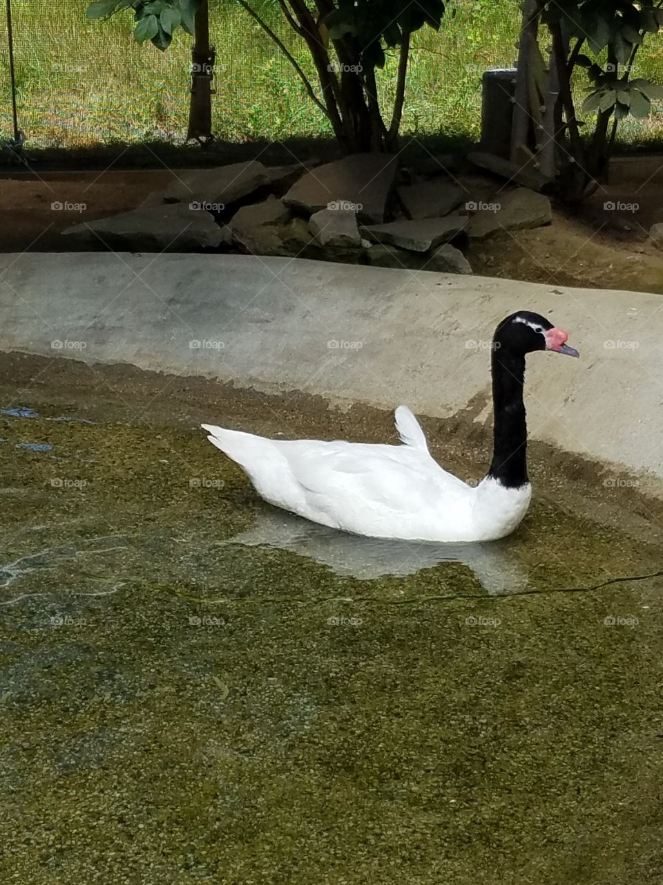 Swan with black neck and head