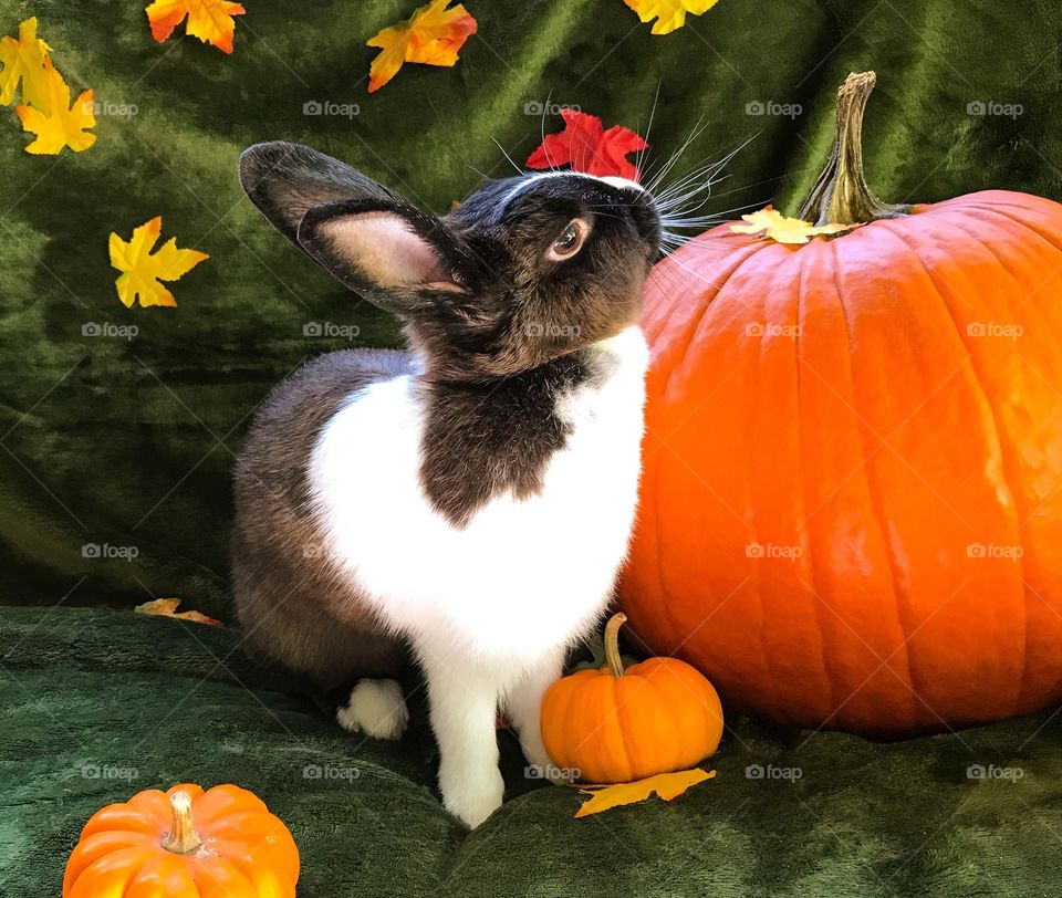 Rabbit and pumpkins in the fall