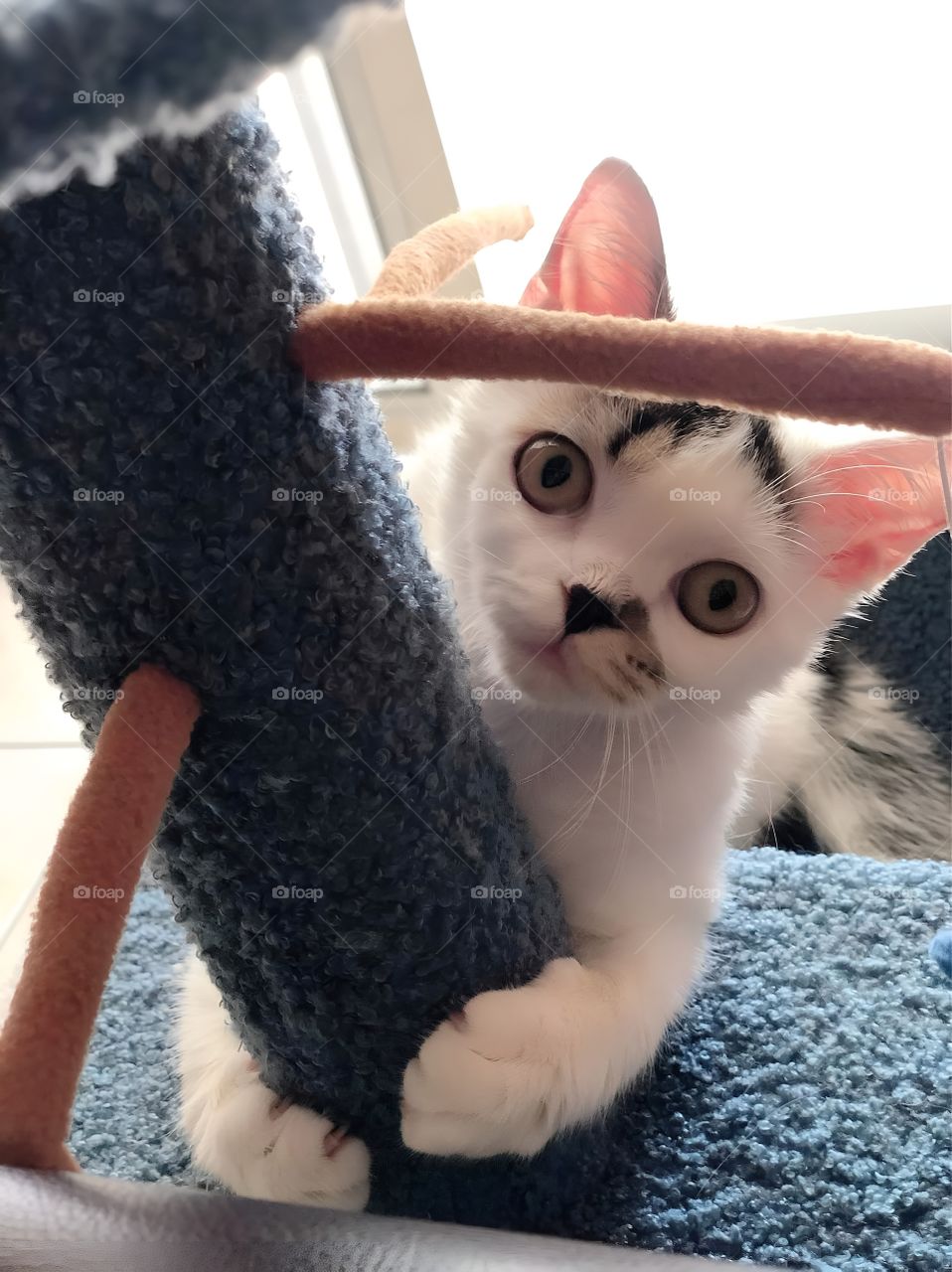 A little cat peeks and wants to play with me.