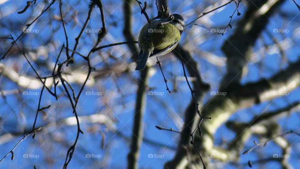 Acrobatic great tit