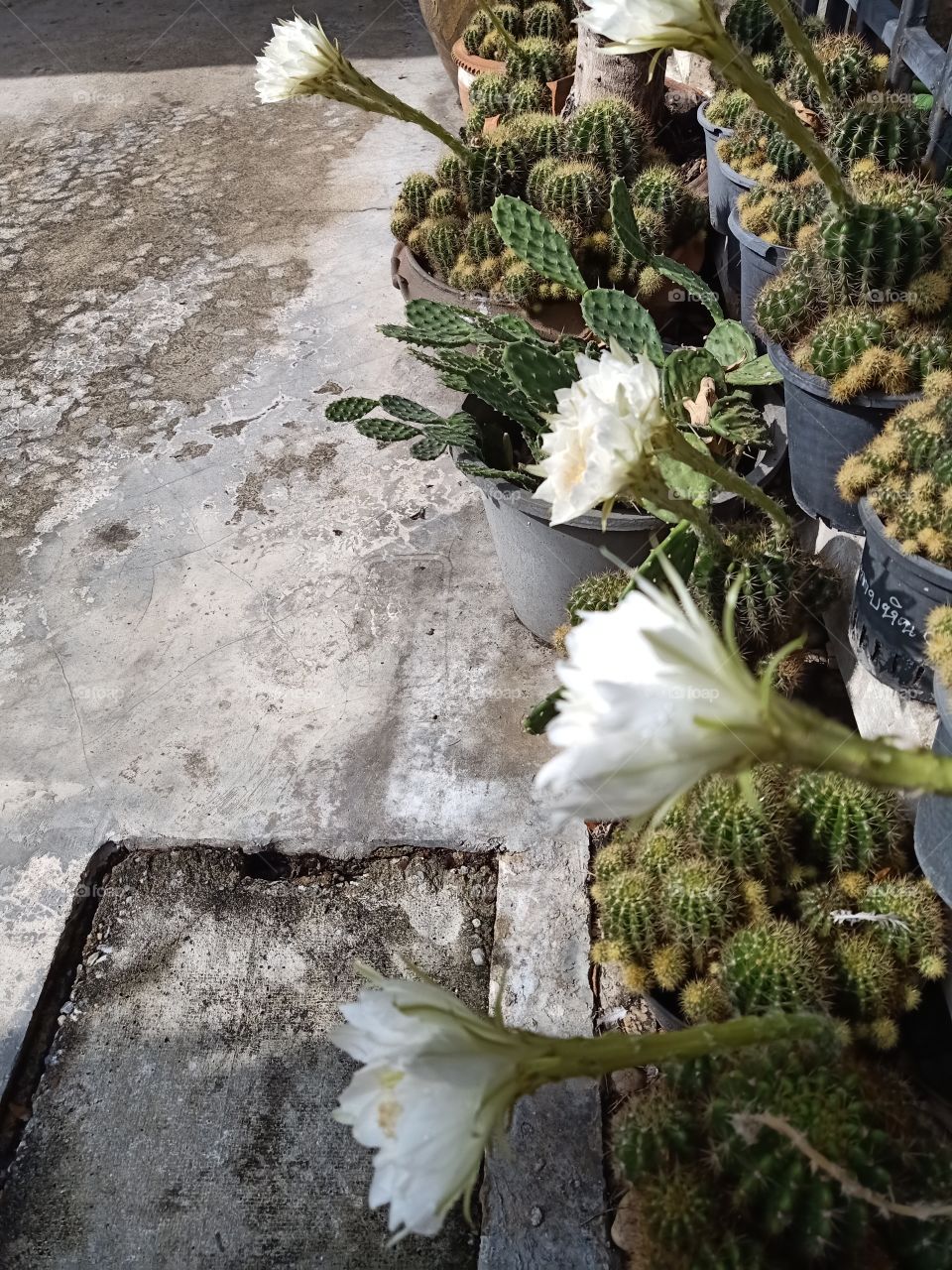 Beautiful Cactus Flower