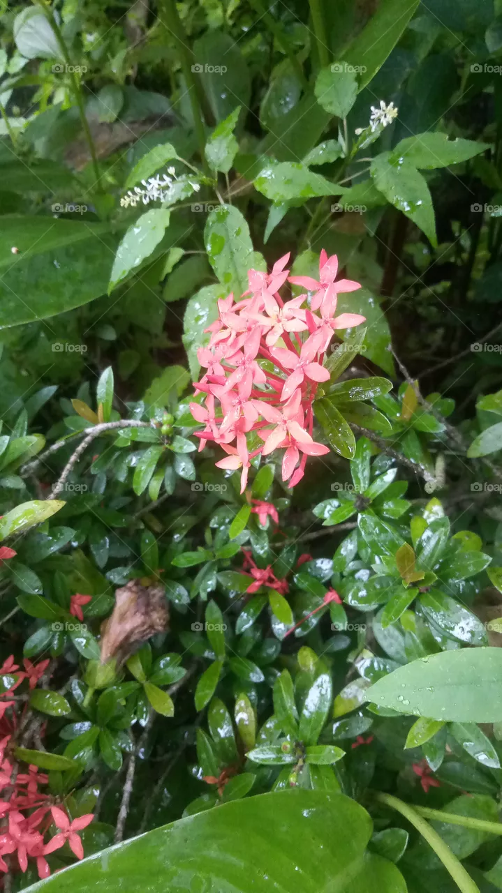 the flower