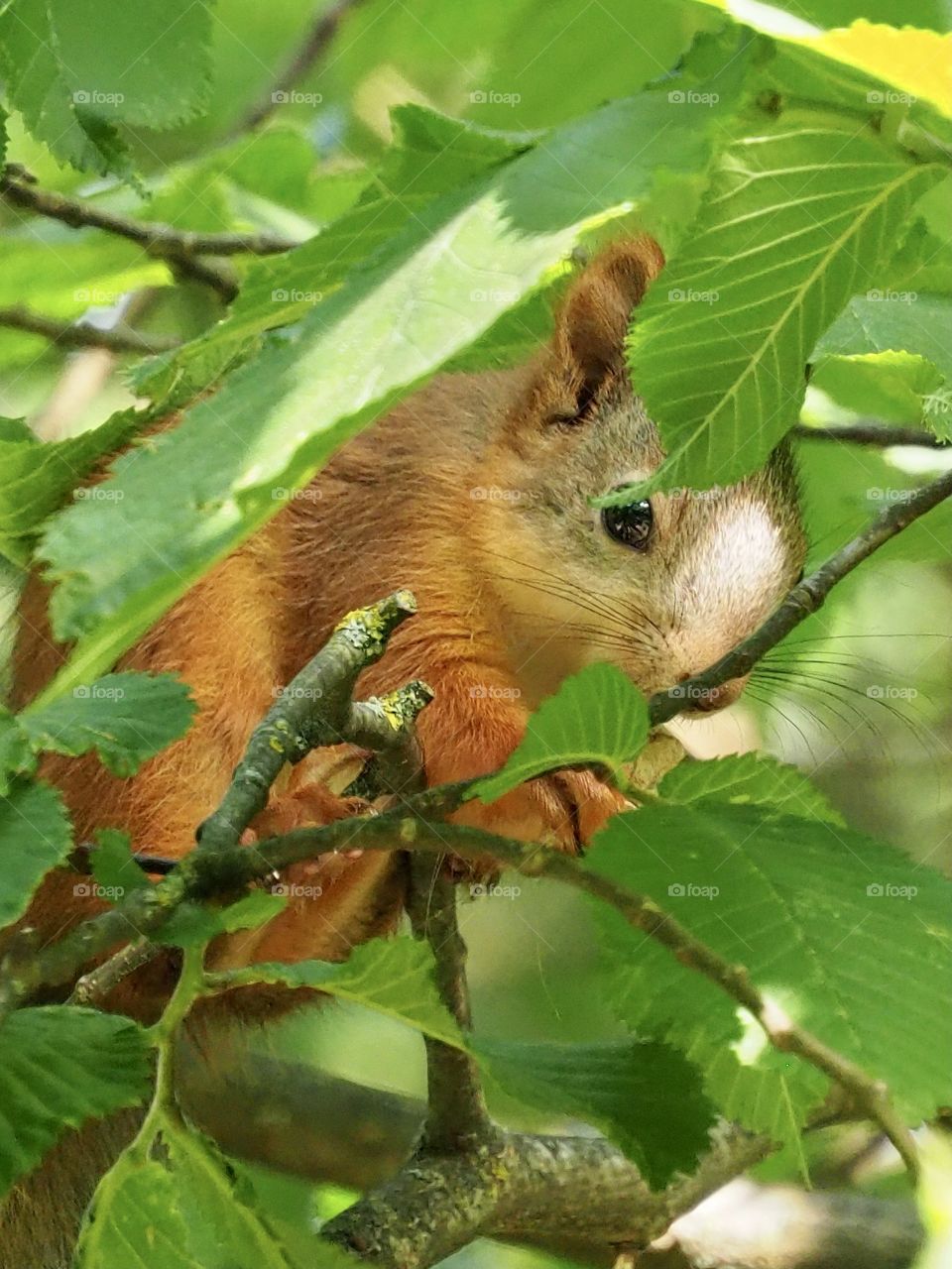 Young squirrel
