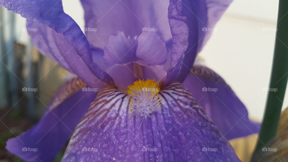 Purple lilac flower closeup with dew