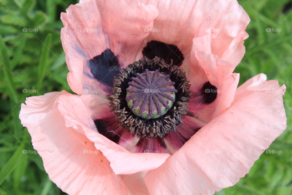 Pink poppy 