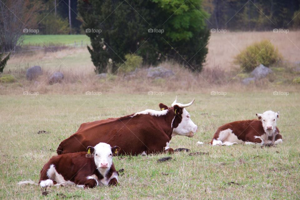 cows with calf