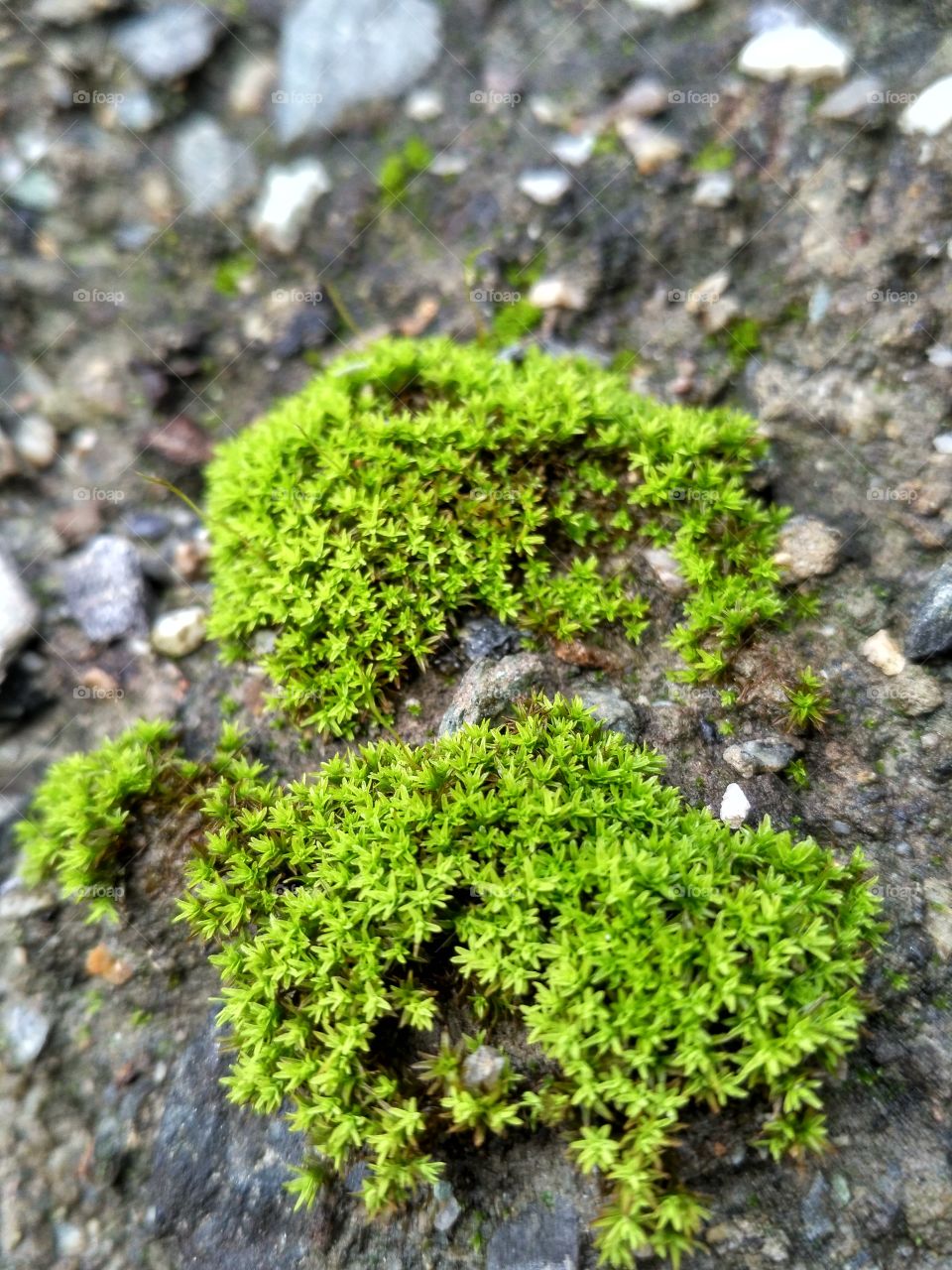 moss
