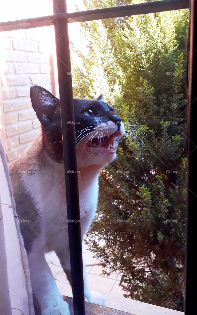 gato ventana