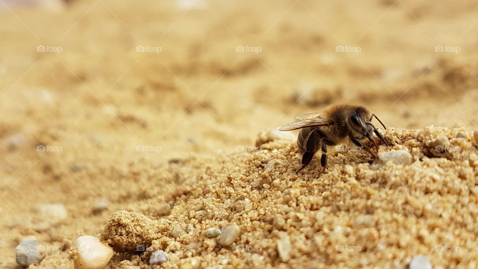 Bee in sand! pt 2