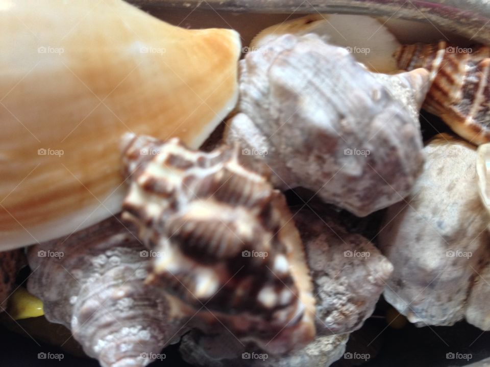 Seashells 