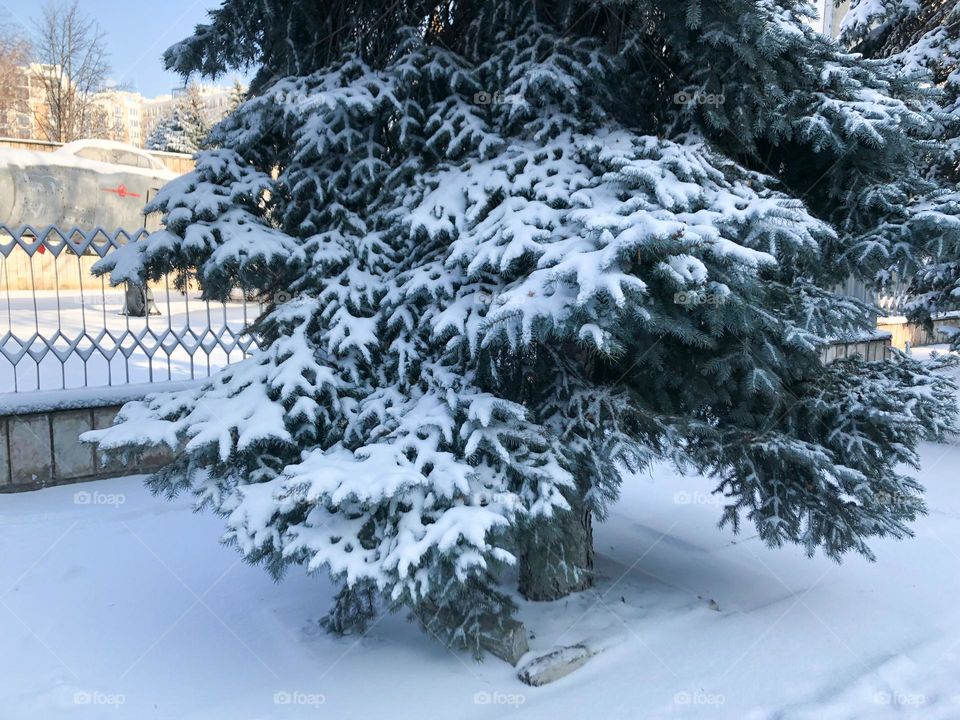 spruce in the snow