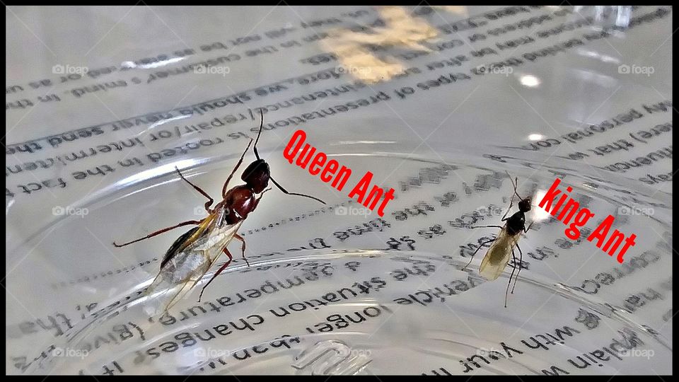 caught theses two ants and found out, i caught a Queen and King ant!
