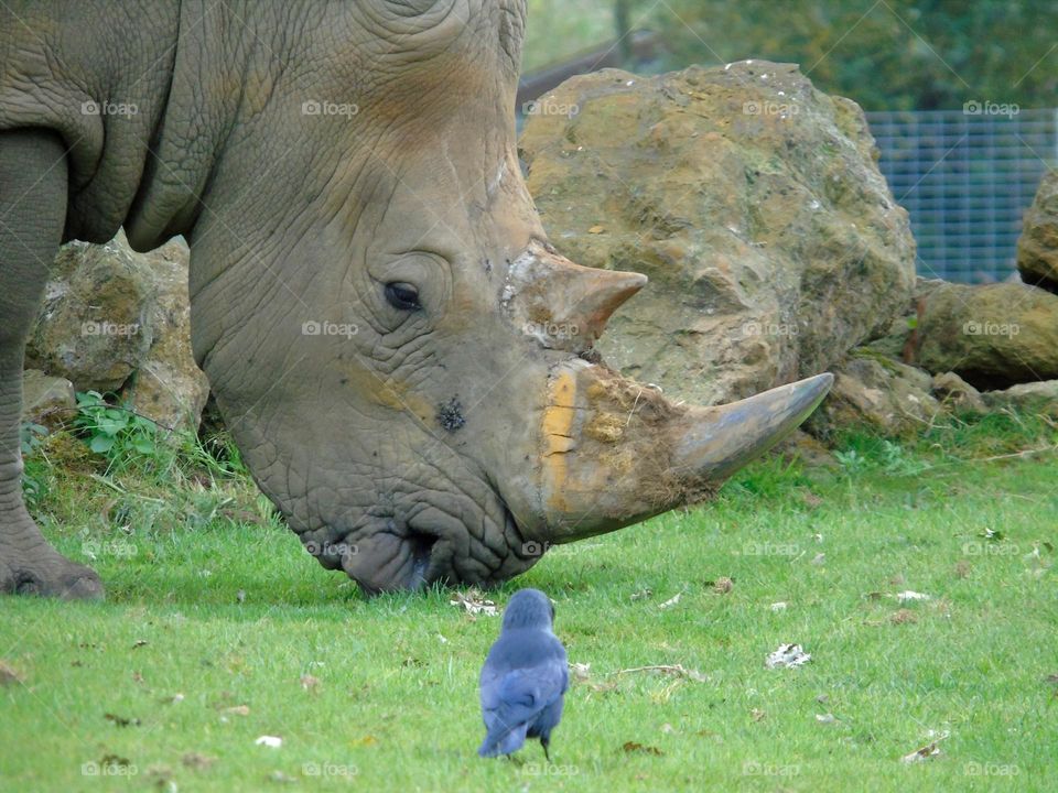 White rhinoceros observed by western jackdaw bird, closeup