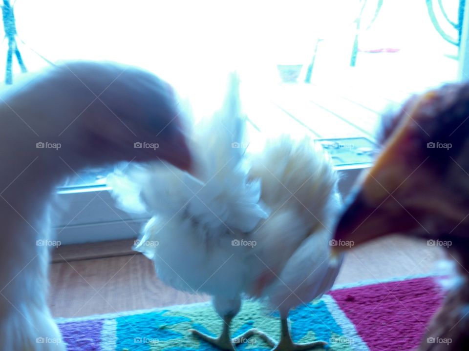 Two chickens in love