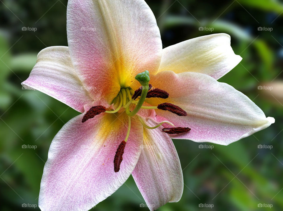 garden flower macro summer by chris7ben