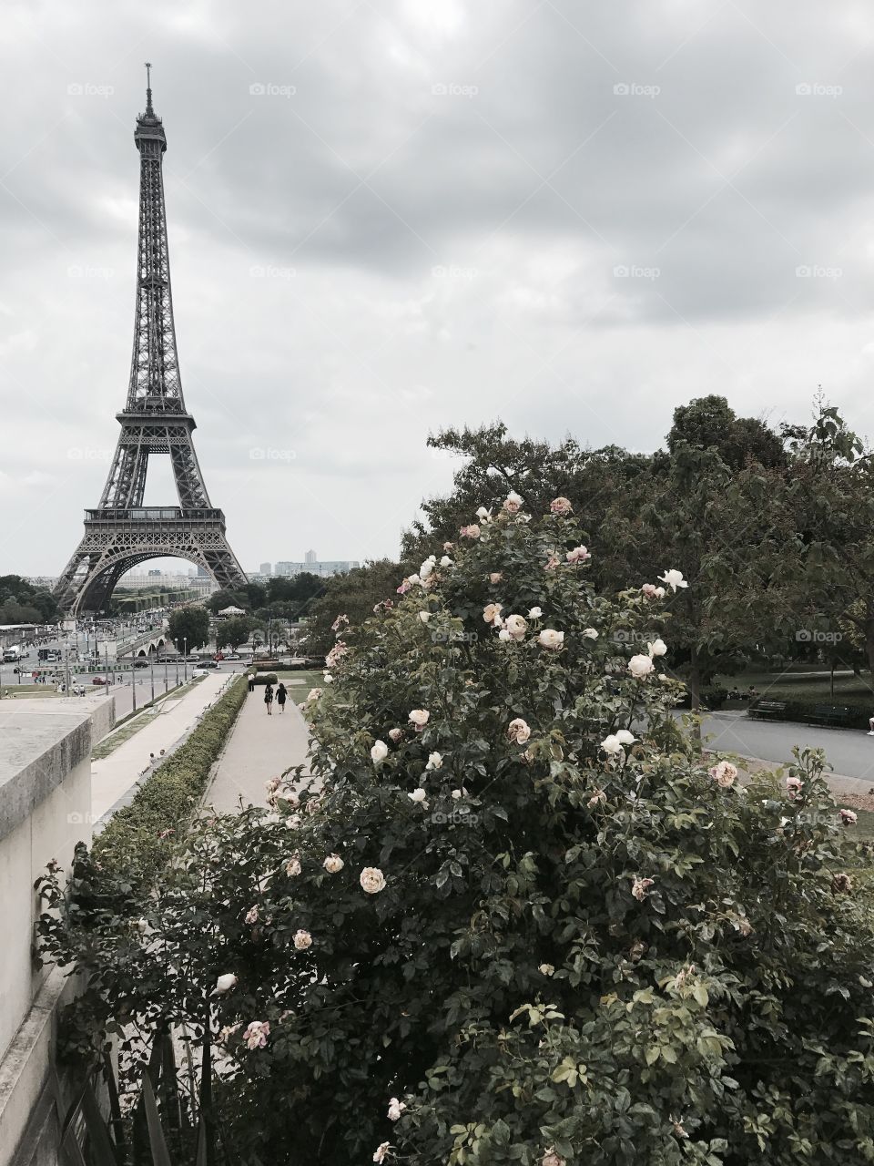 Roses in Paris 