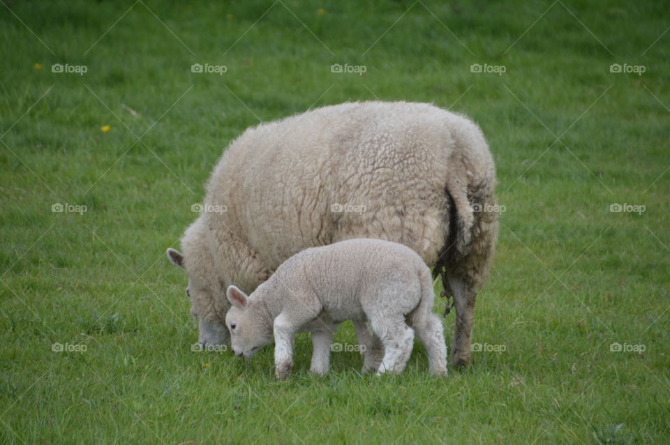 Mother And Baby Sheep