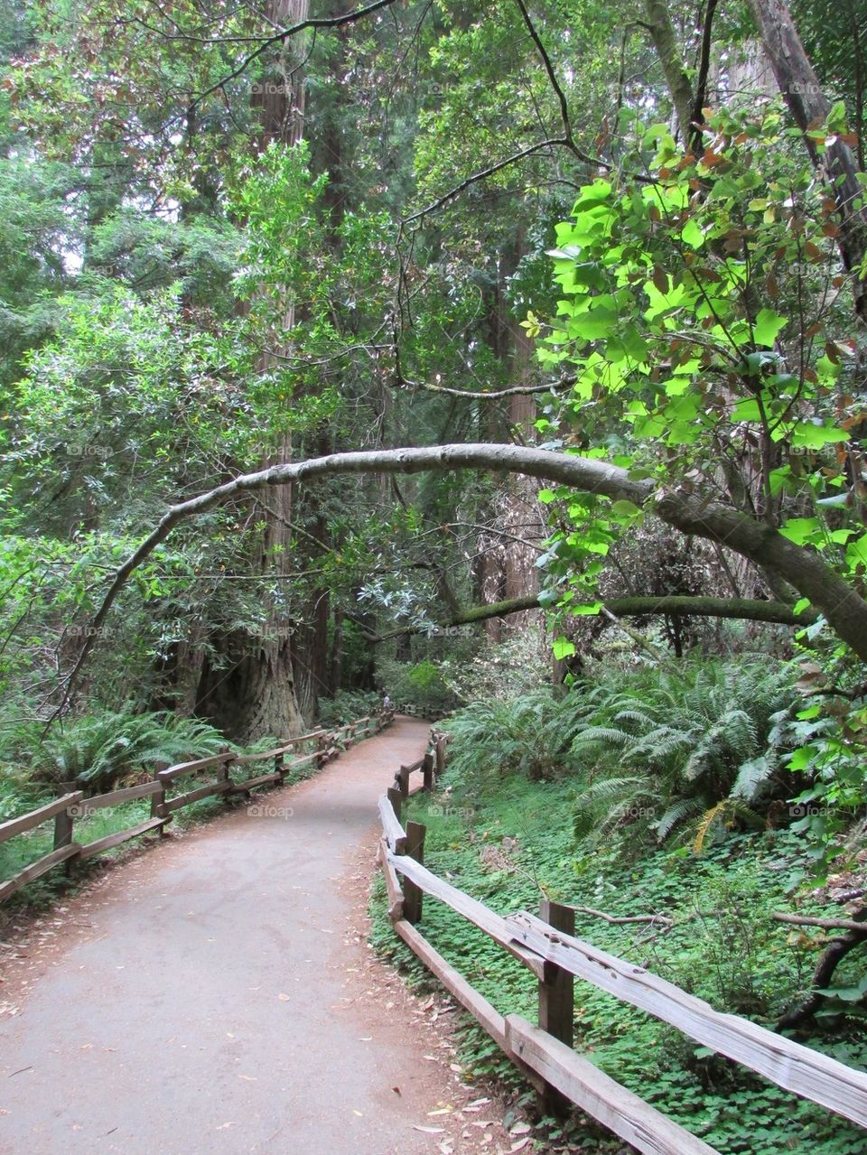 Redwood Forrest 