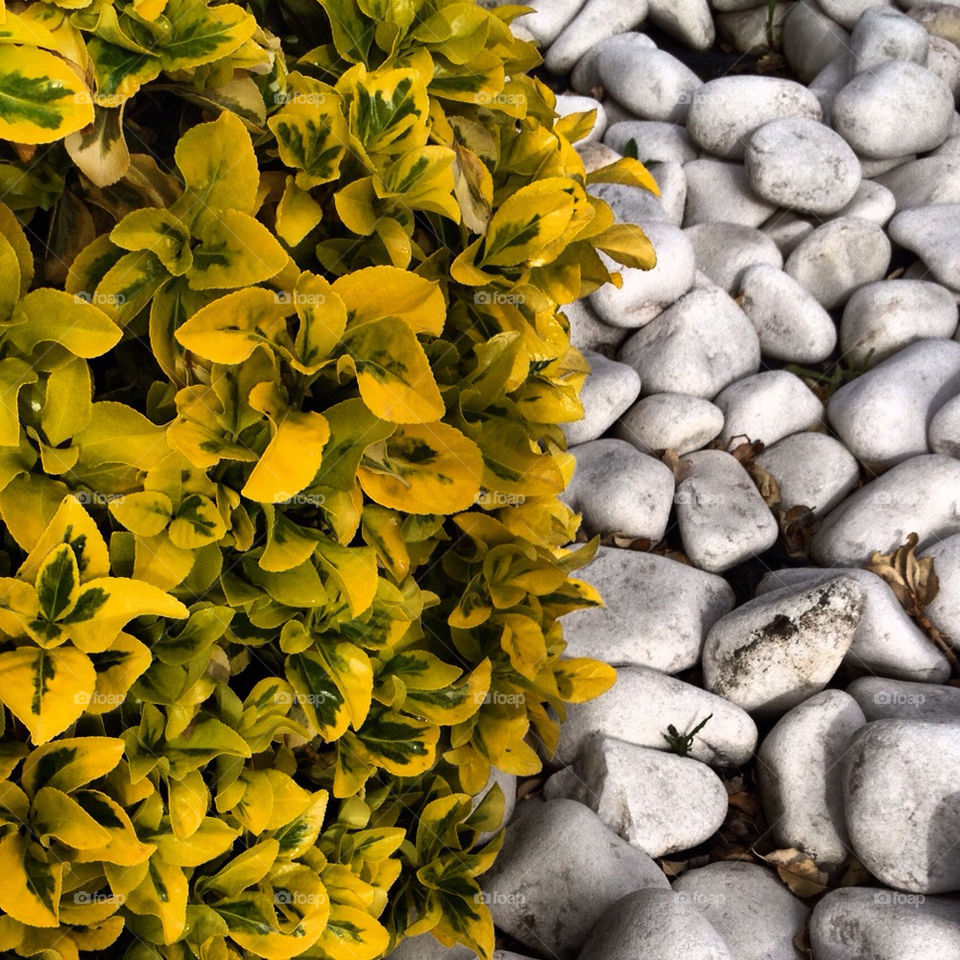 leaves stones duo by richardpt