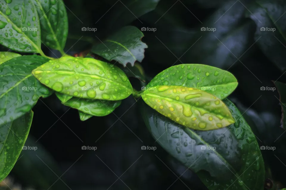 Leaf