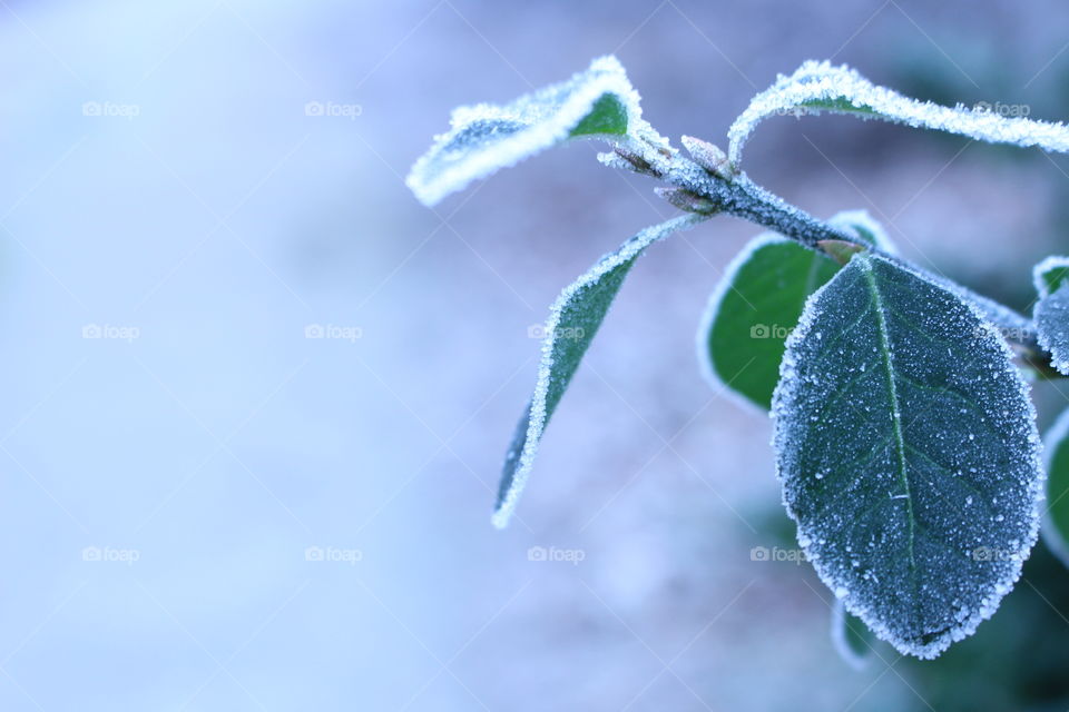 Frozen plant in winter