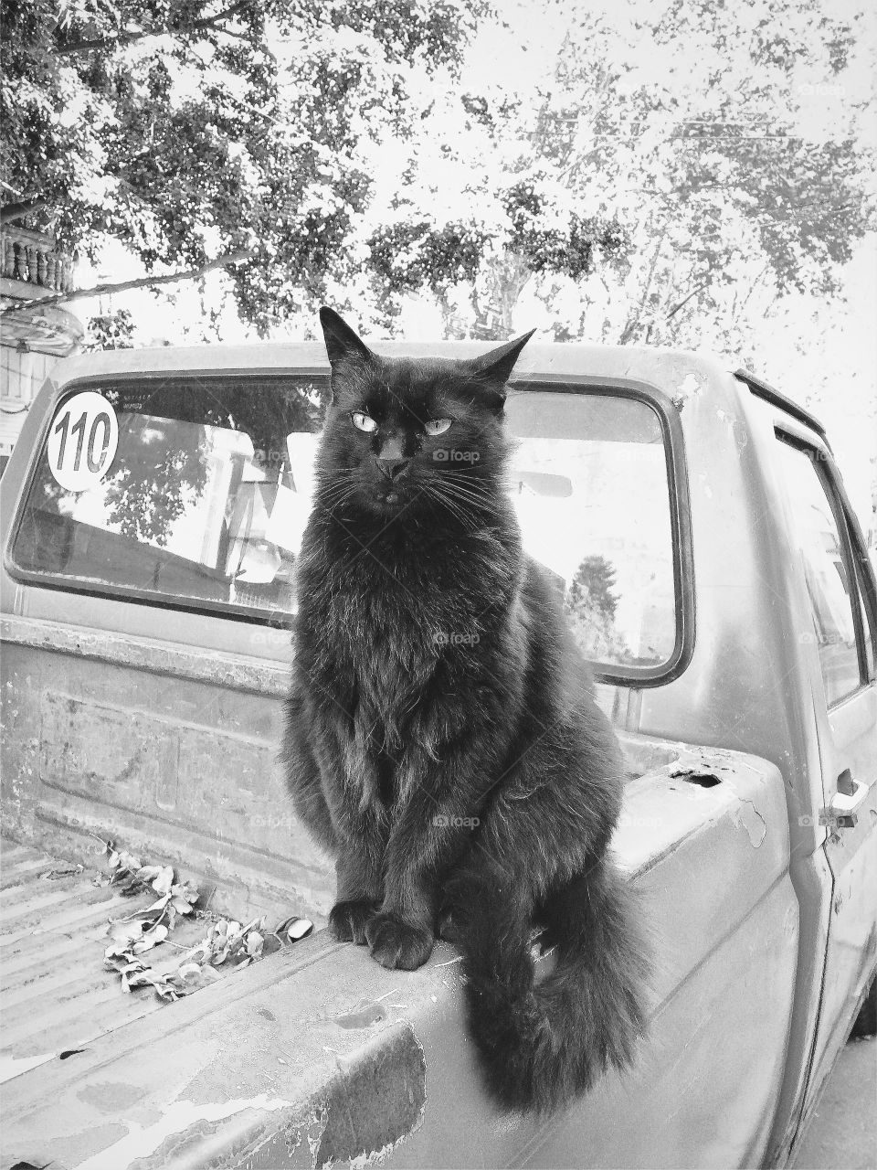 Black cat in Palermo, Buenos Aires. 