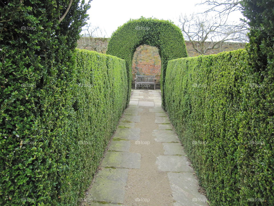 Garden, Hedge, Topiary, Lawn, Ivy