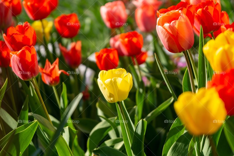 Spring tulips in the garden. Slovakia