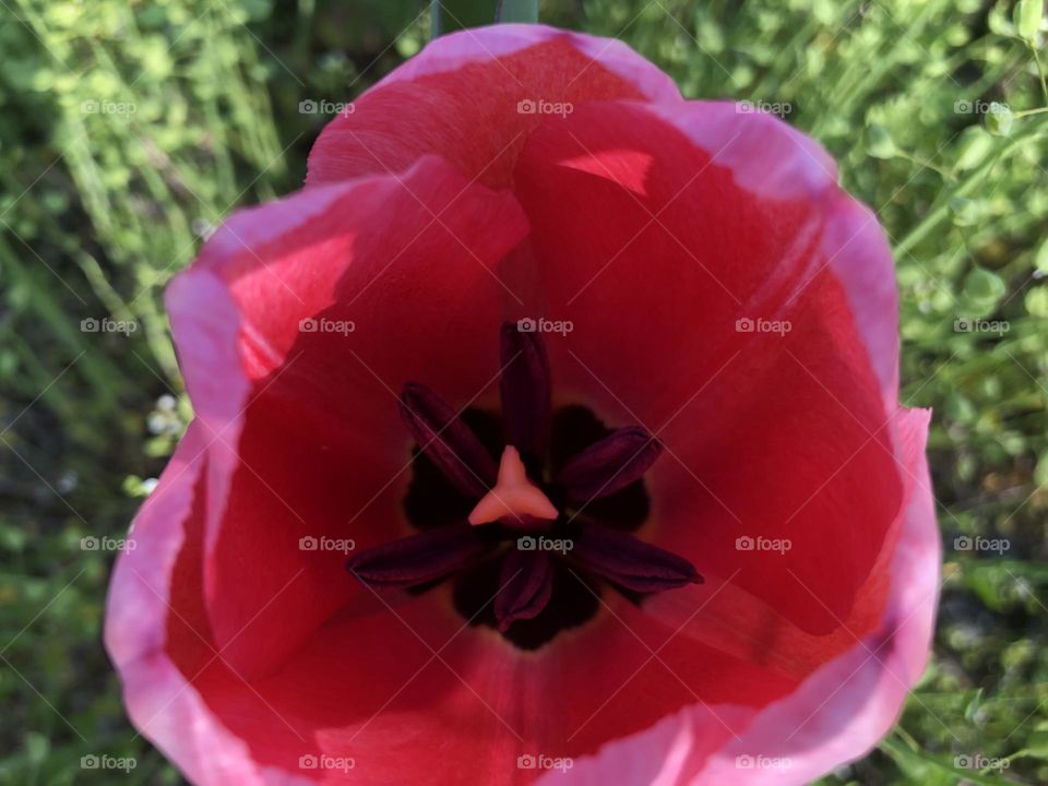 Tulip 