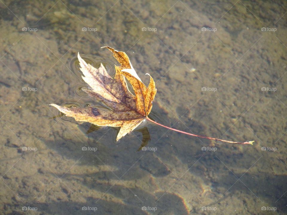 Up close floating fall leaf on water with shadow 