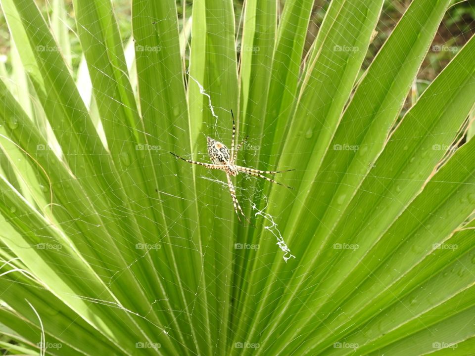 tropical mystery spider