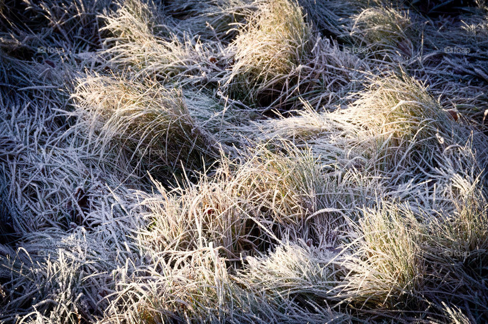snow winter pattern grass by sergiusz