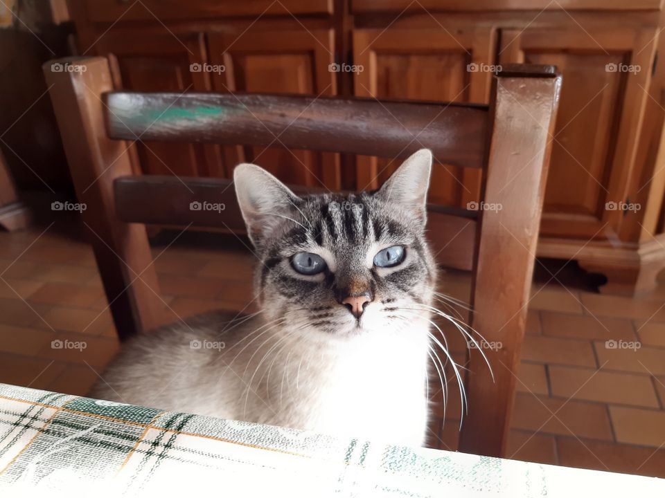 my pretty little cat