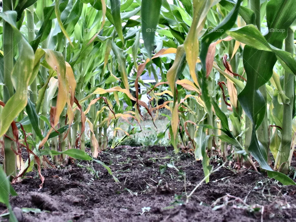 Corn stocks 