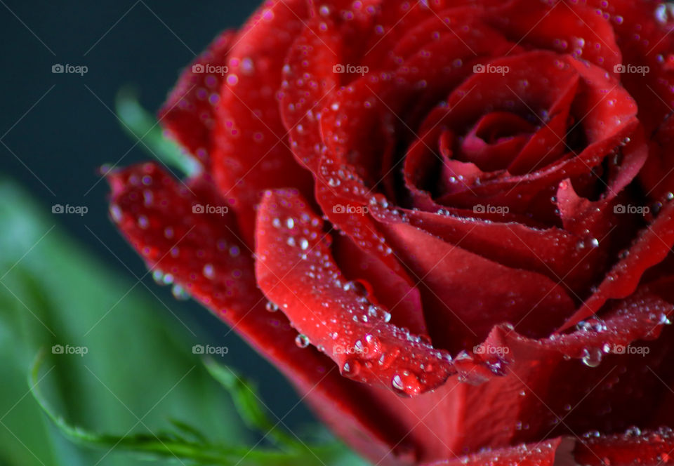 Red Rose