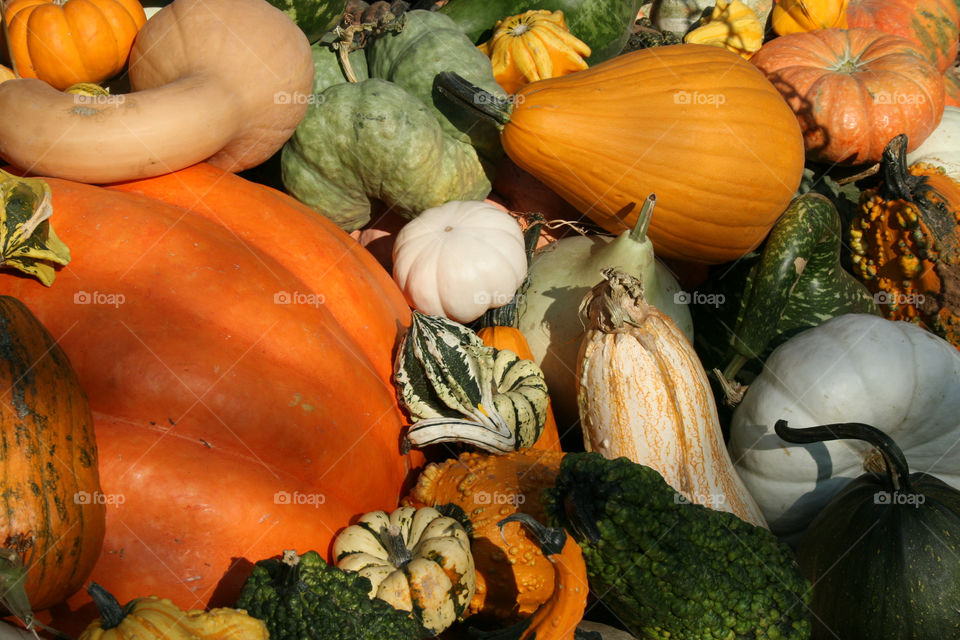 Fall Pumpkins and Gourds