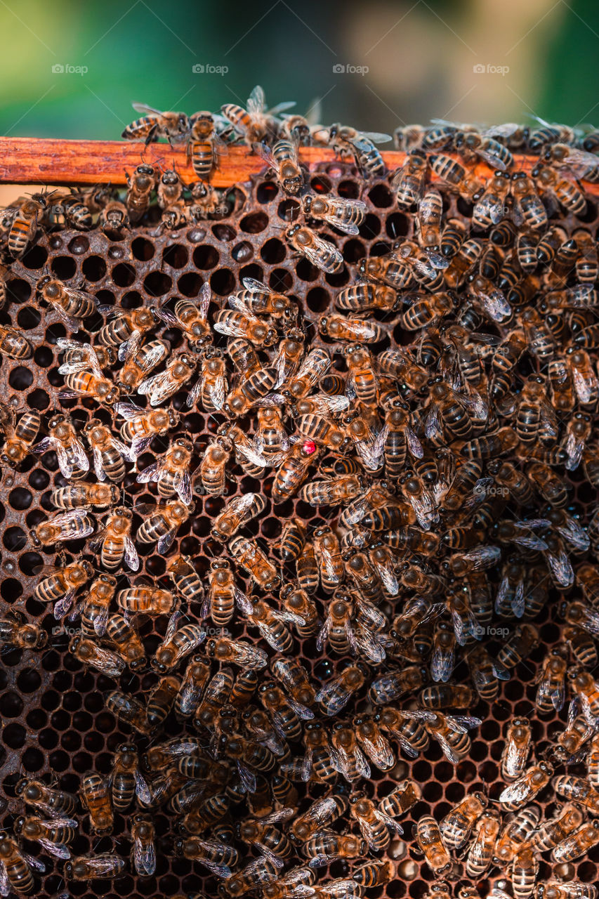 Beekeeper working in apiary, drawing out the honeycomb with bees and honey on it from a hive . Real people, authentic situations