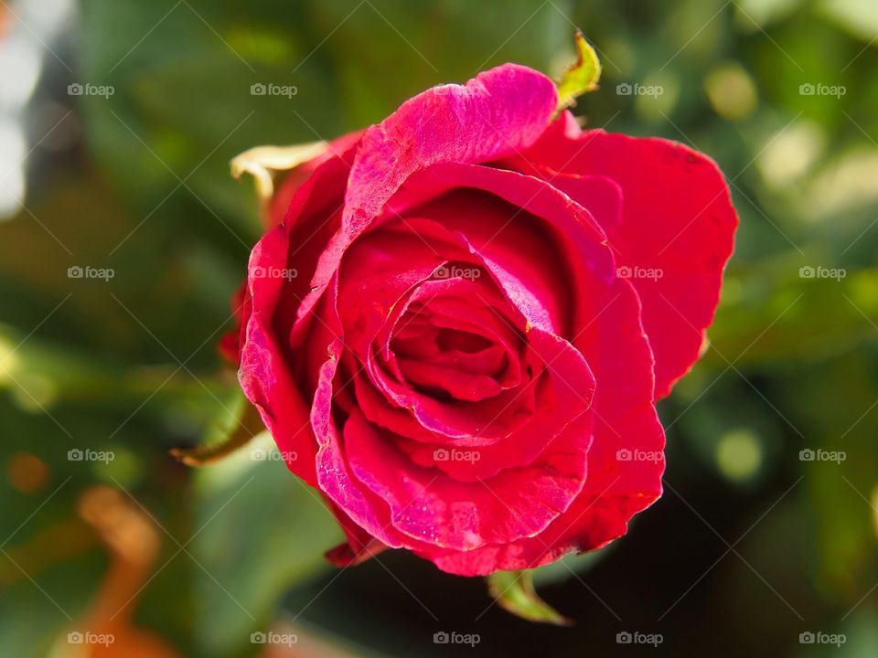 Close up of red rose