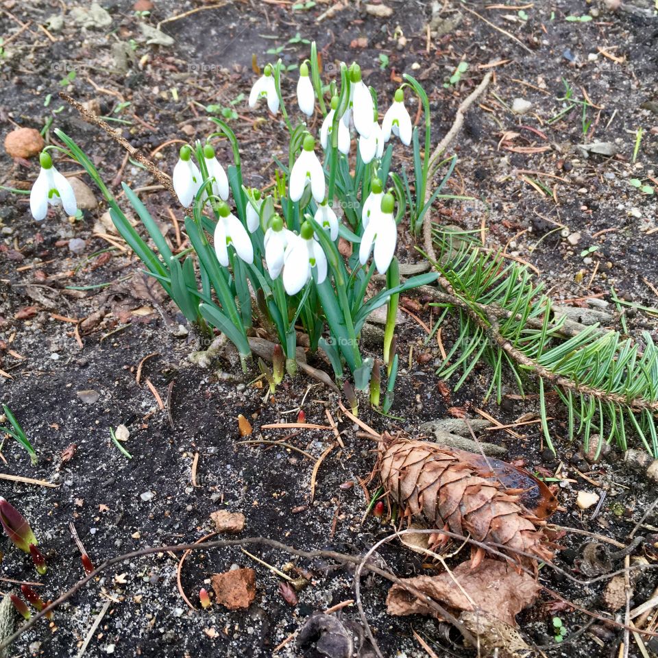 Spring. The first snowdrops