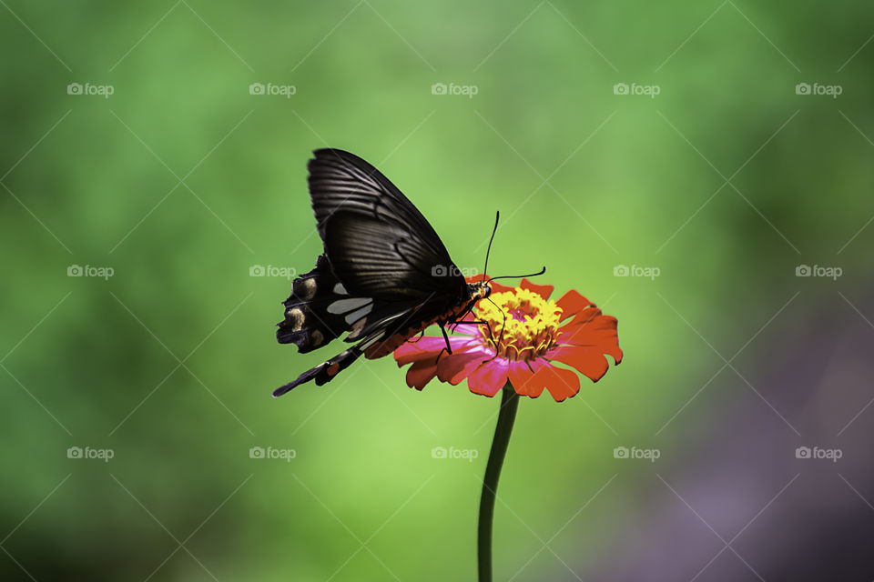 Black Butterfly on Pink Zinnia Bright colors in garden.