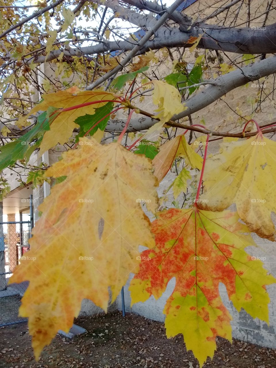 multi colored leaves