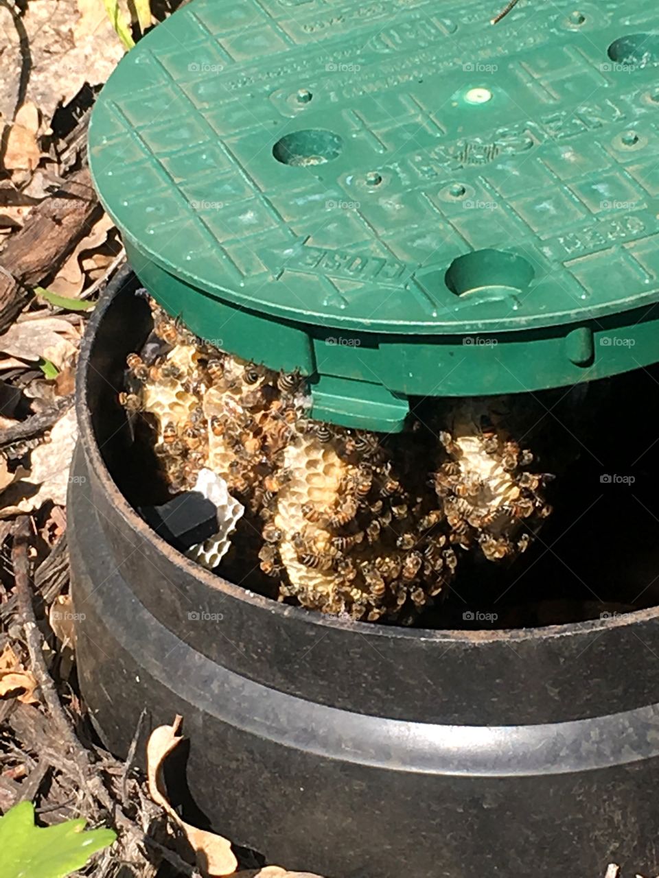 Bee hive in water pipe cover
