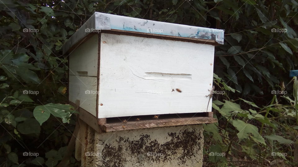 Bee Keepers Hive