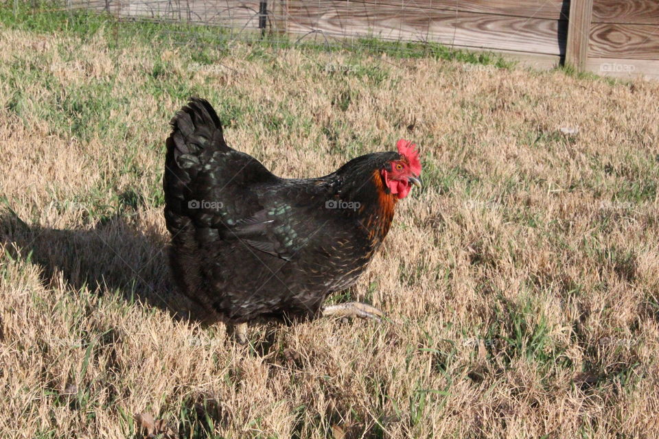 Black chicken in field