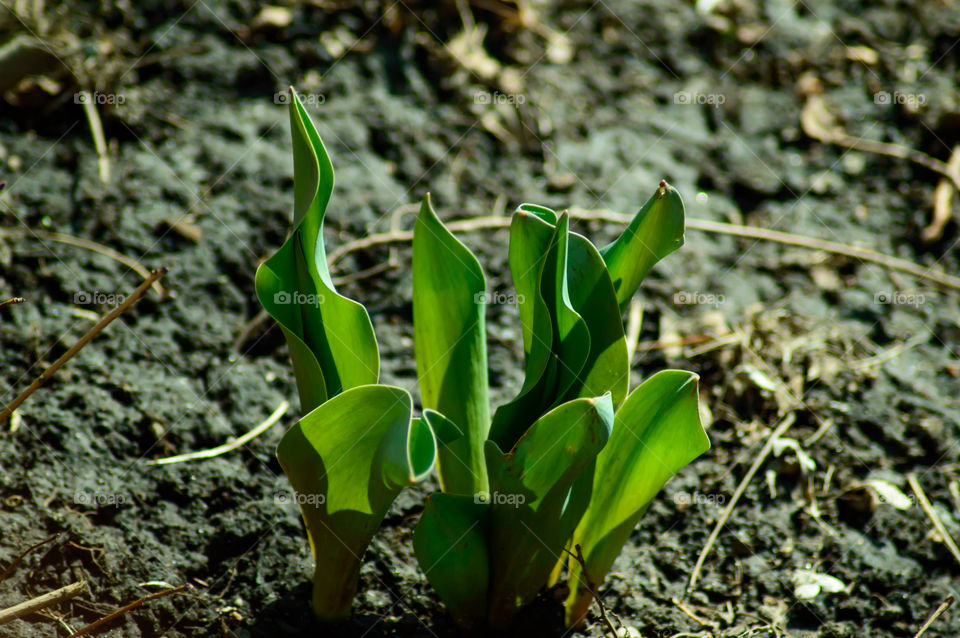 Tulip green foliage sprouting in early spring time sunshine on  earth 