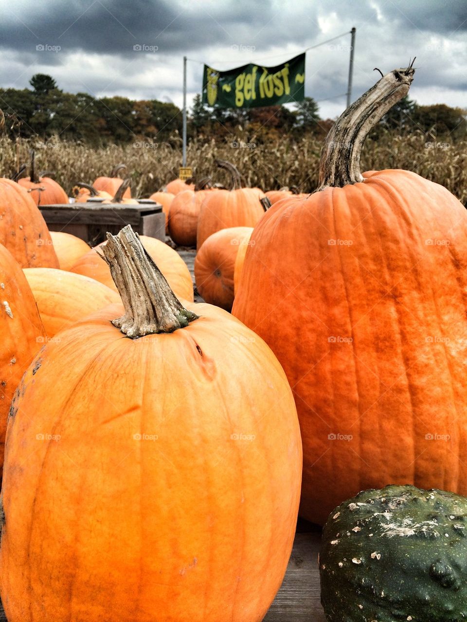 Close-up of a pumpkin