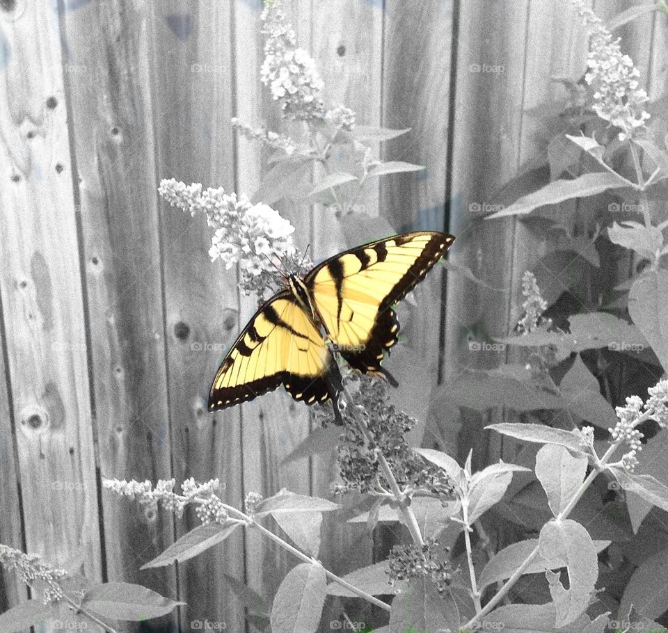 Yellow. Yellow butterfly